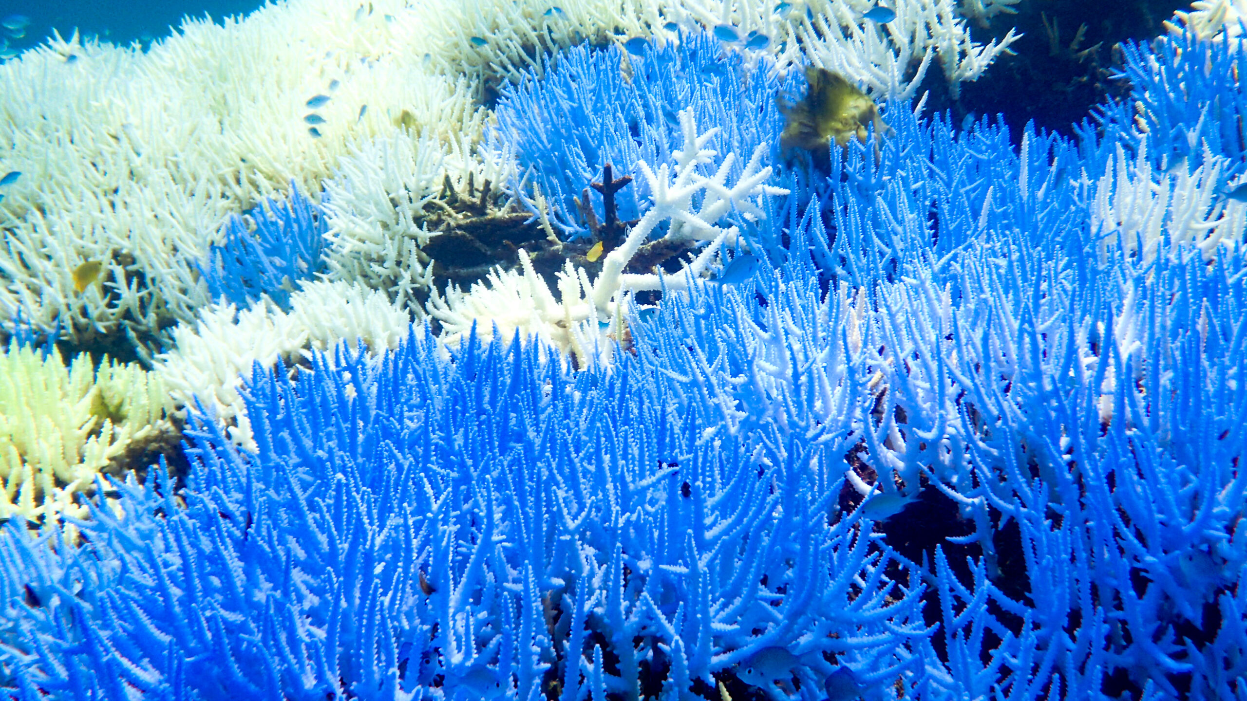 白化したサンゴなどの海中環境問題